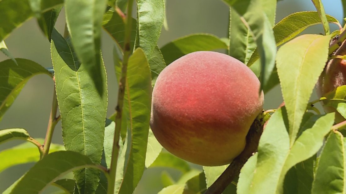 Производителите на праскови без компенсации за унищожената реколта