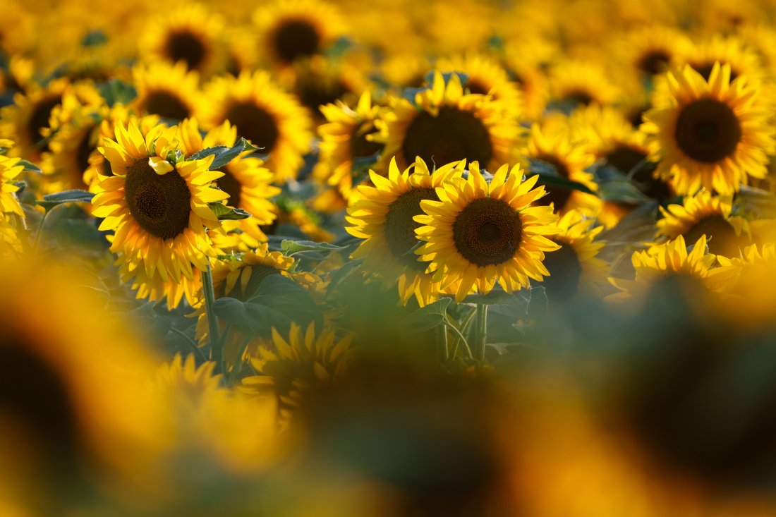 Слънчево време на изток, с валежи на запад