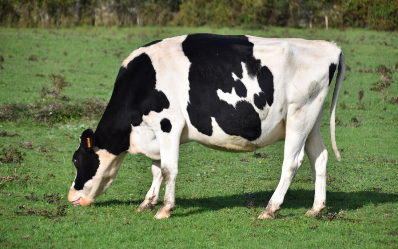 16-Year-Old Died after Crashing His Father's Motorcycle into a Cow