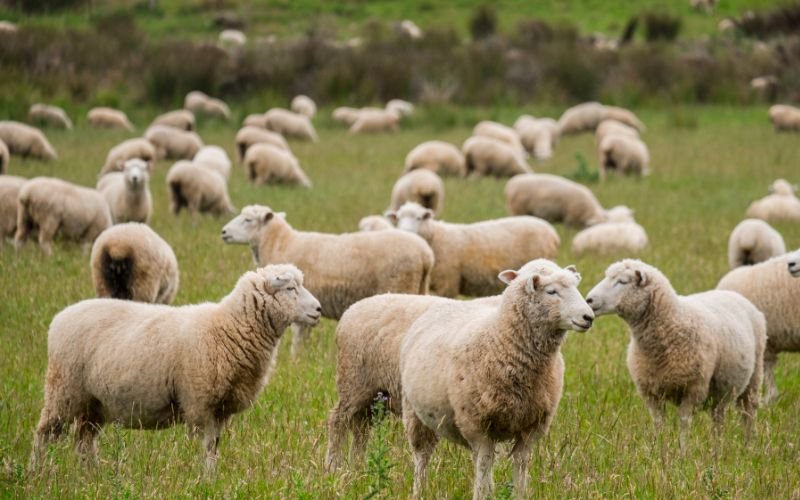 Ликвидирани са животните от огнището с шарка в Павел баня