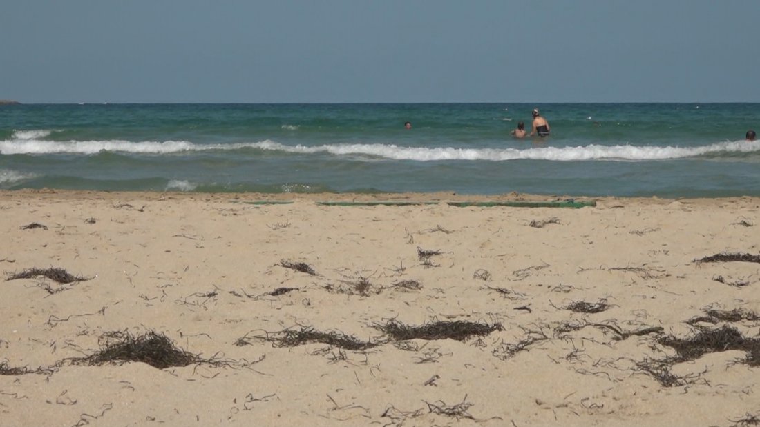 Мъртви делфини по Южното Черноморие