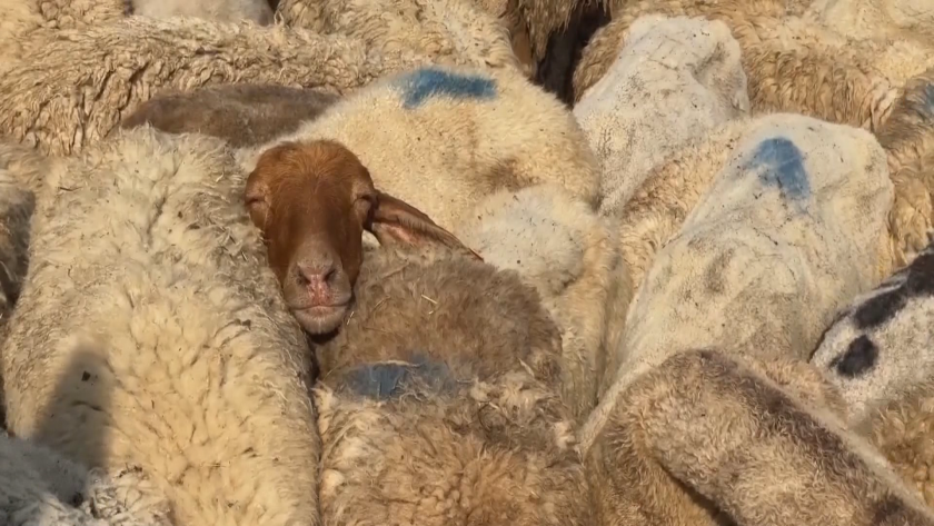 Outbreak Spreads: New Case of Sheep Pox Detected in Flock at Agricultural University in Plovdiv