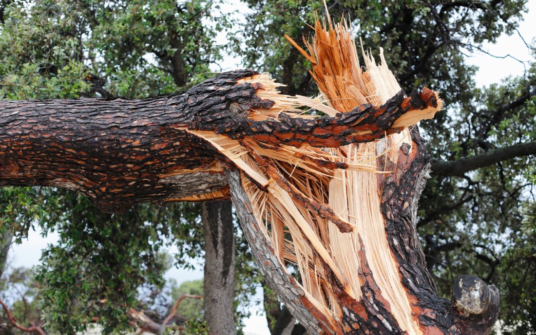 Мъж почина след удар от клон в Пловдив