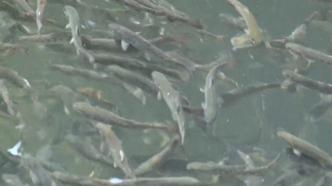 Рибата в пъстървовите стопанства масово измира