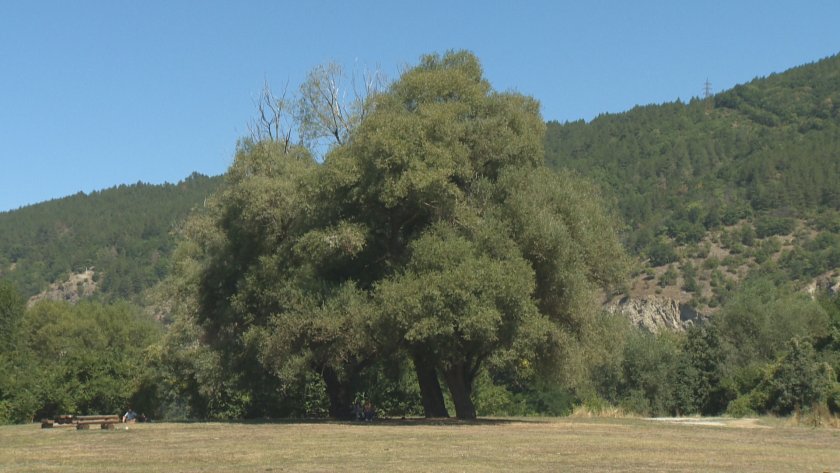 Как се поддържат дърветата в София?