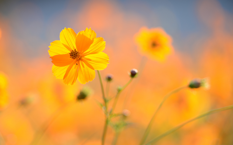 Септември започва с обещание за слънце