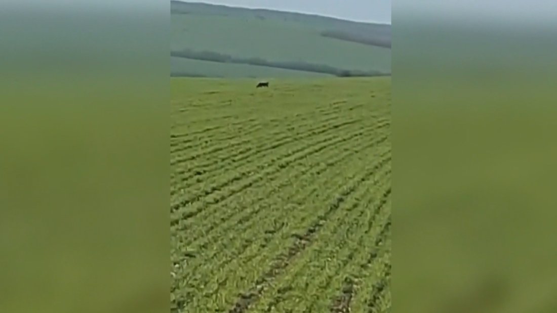 След претърсване от полицията: Има ли следа от черния леопард?