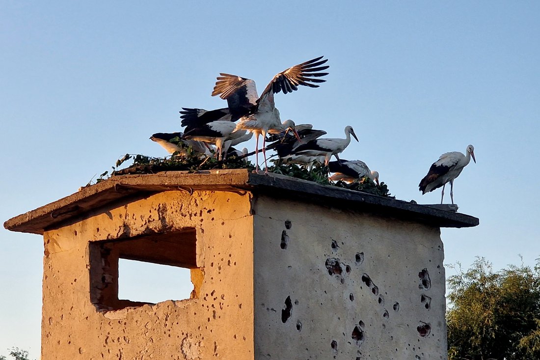 спасителният център зелени балкани отново освободи бели щъркели природата