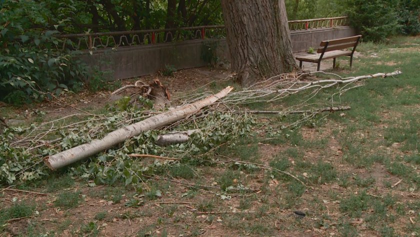 След като паднал клон уби мъж: Уволниха директора на "Градини и паркове" в Пловдив