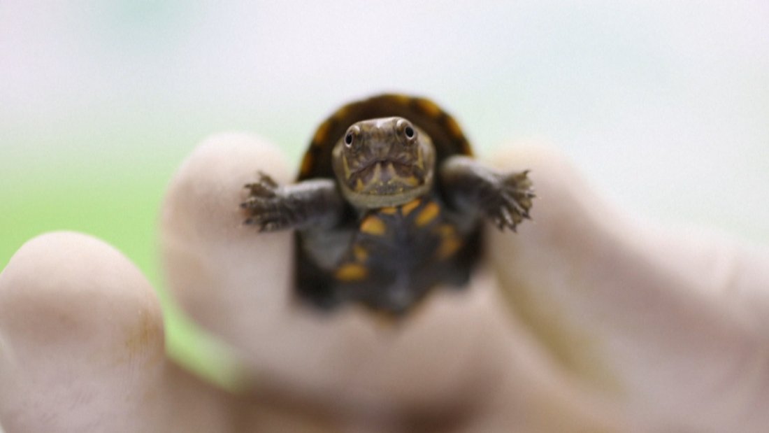 Най-малката костенурка в света се излюпи в зоопарк в Мексико (ВИДЕО)