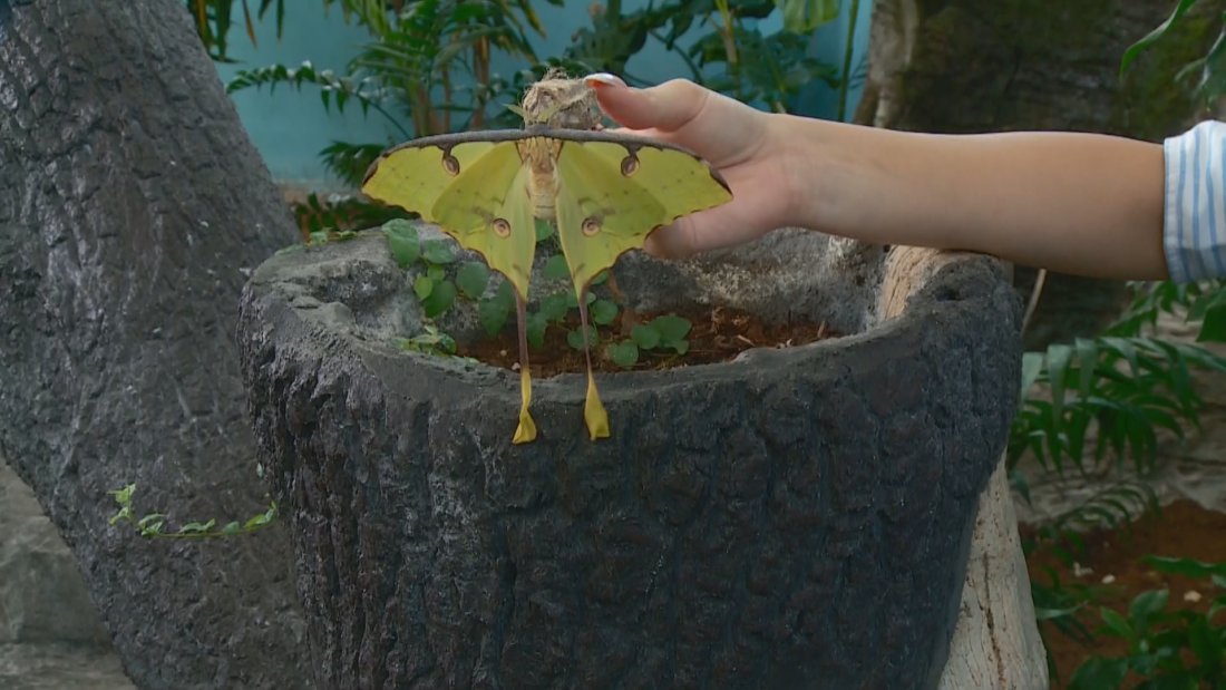 Лунни пеперуди се излюпиха в Природонаучния музей в Пловдив