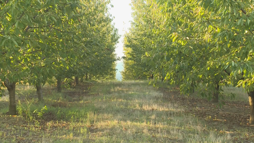 Производители на череши са притеснени заради забавяне и орязване на компенсации