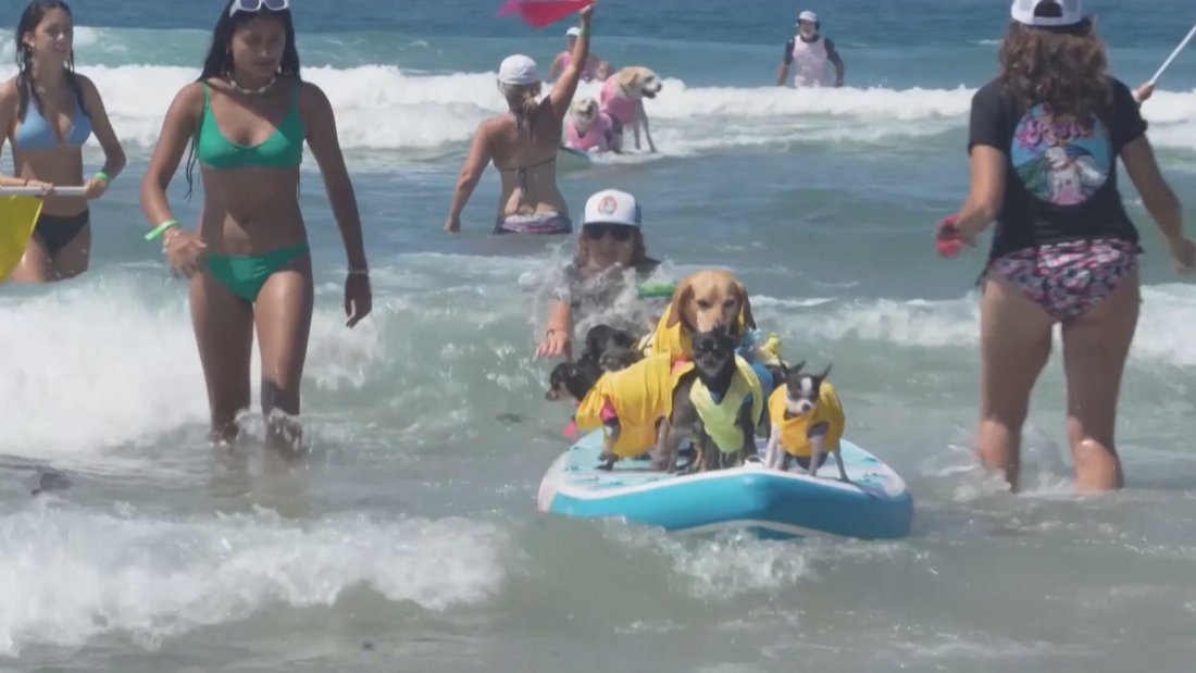 Благотворително: Сърф състезание за кучета в Калифорния