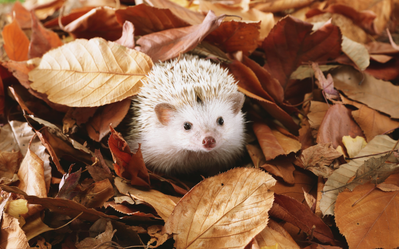 Есента обича лятото - докога?