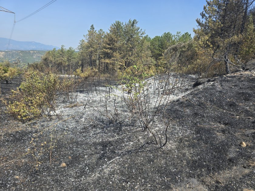 Щетите от пожарите в Пирин възлизат на над 16 млн. лева само от изгоряла дървесина