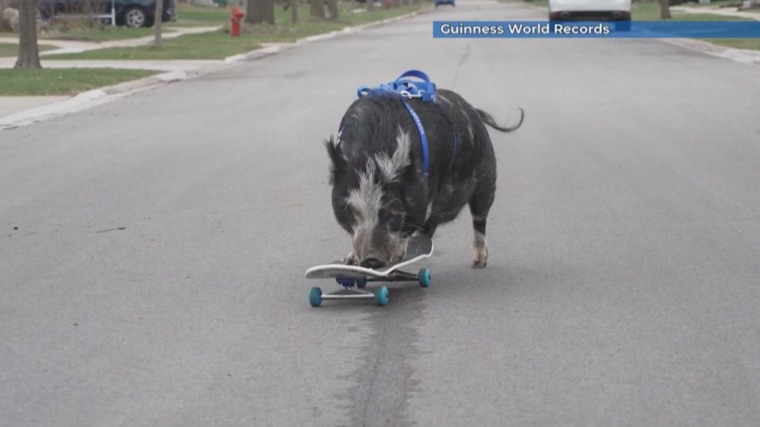 Рекорди на Гинес: Прасе на скейтборд и магарета