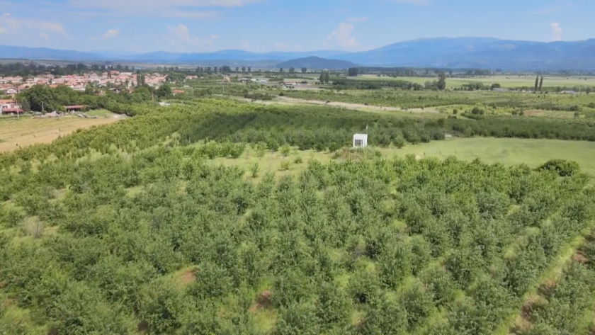 Черешопроизводители в Кюстендилско още чакат компенсации за загубената реколта