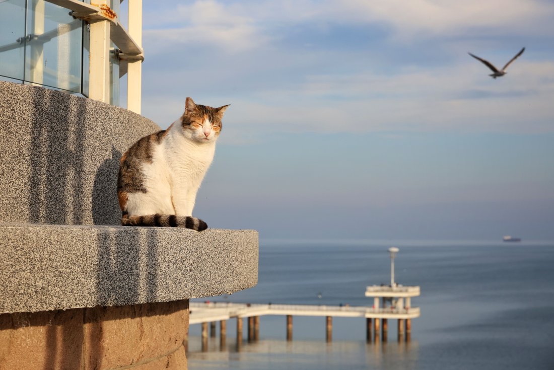 КОТКА - време - море - слънце