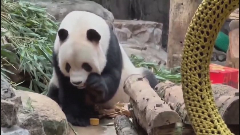 Две гигантски панди дебютираха в зоопарка в Пекин, получиха почерпка - лунни сладки
