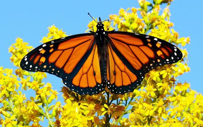 Пеперуда Монарх със счупено крило получи шанс да лети отново