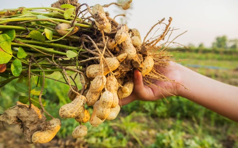 Заради сушата и евтин внос: Ще оцелее ли производството на садовски фъстъци?