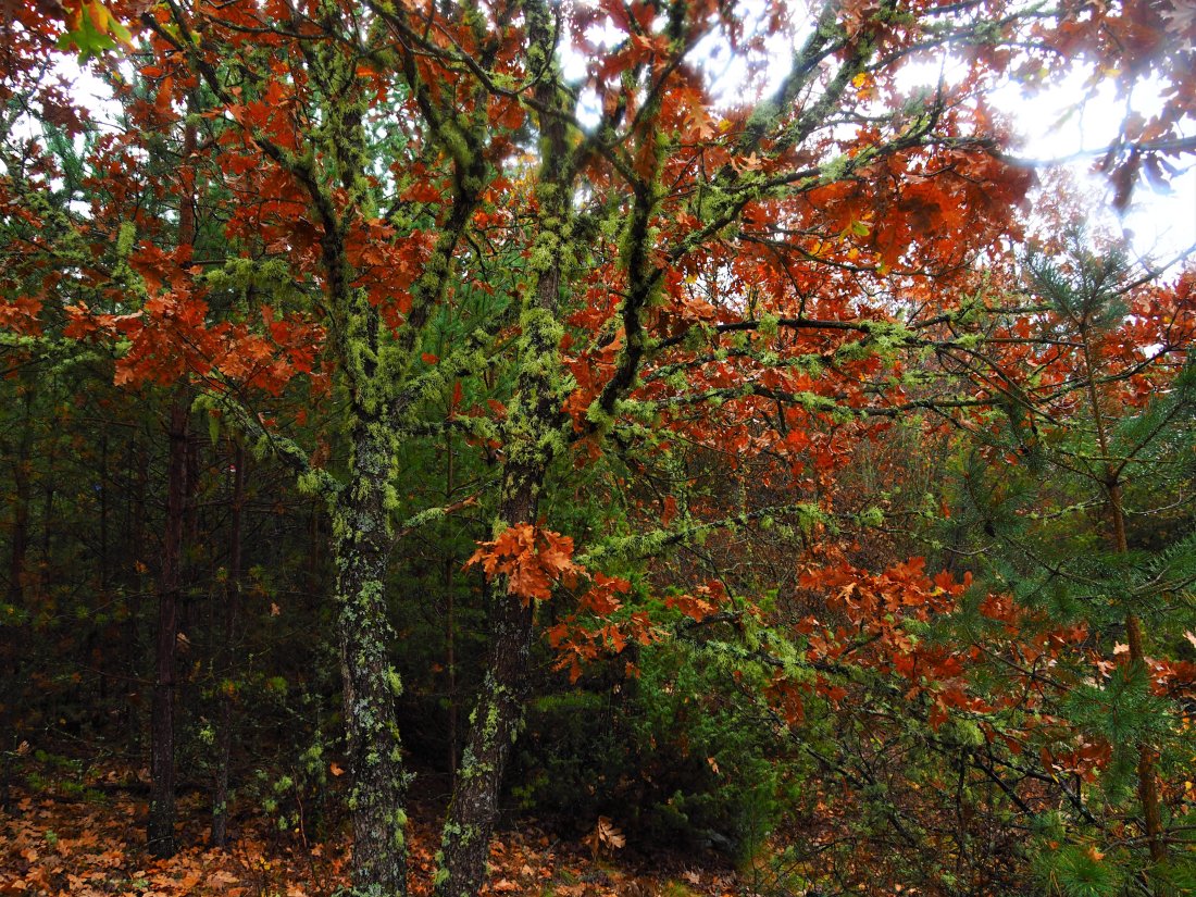 До 20° днес, облачно ще бъде над южната половина от страната и източните райони
