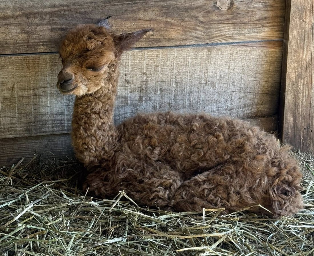 бебе алпака роди зоопарка бургас снимки