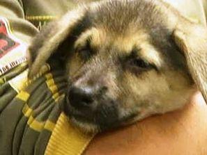 състрадателни хора спасяват кученце