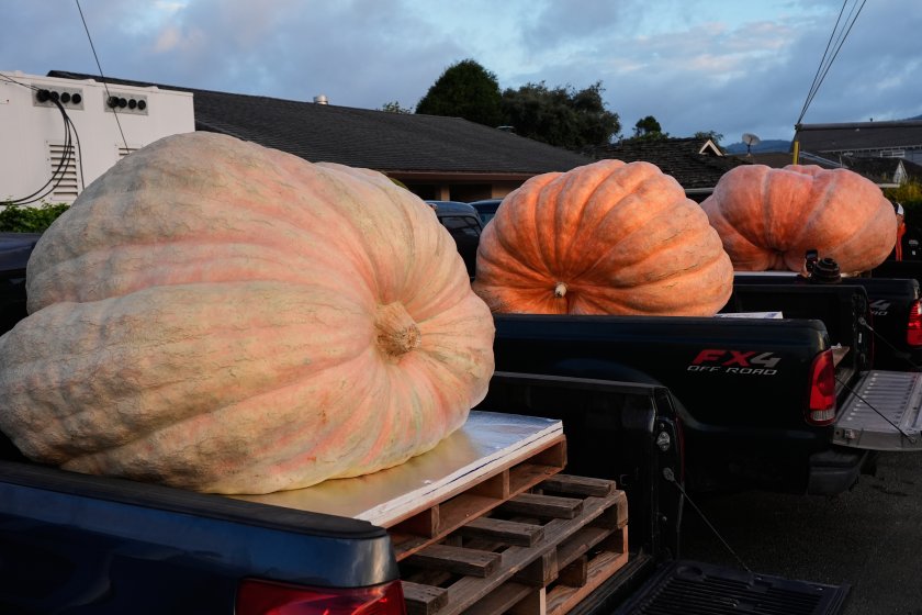 Световно състезание за най-голяма тиква в Калифорния (СНИМКИ и ВИДЕО)