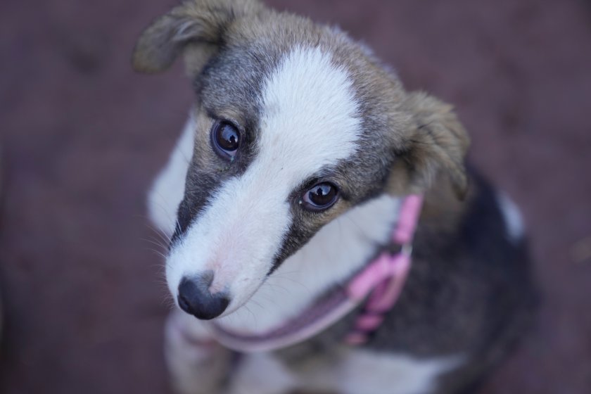 изгубено авиокомпания куче възприема изгубен багаж казва консултативно становище съда