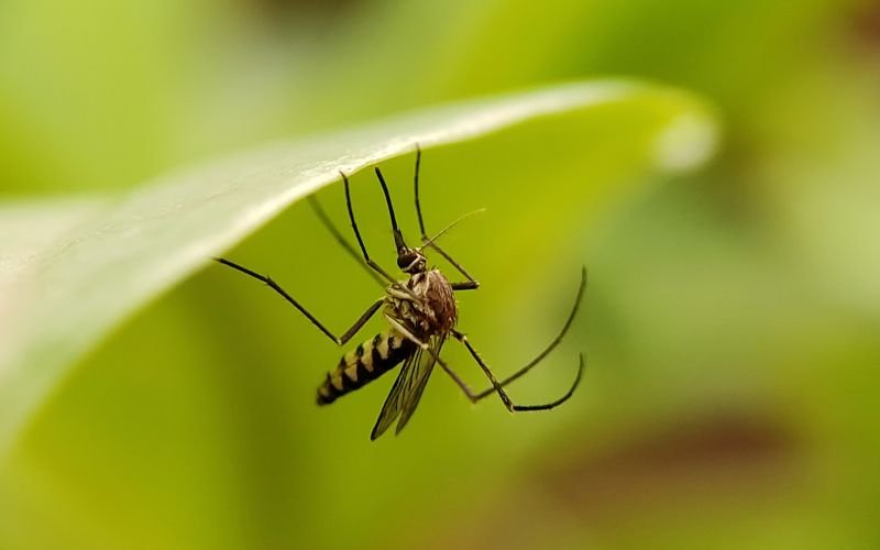 За първи път откриха комари в Исландия