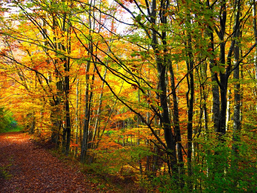 Есенното слънце ще става все по-щедро в близките дни