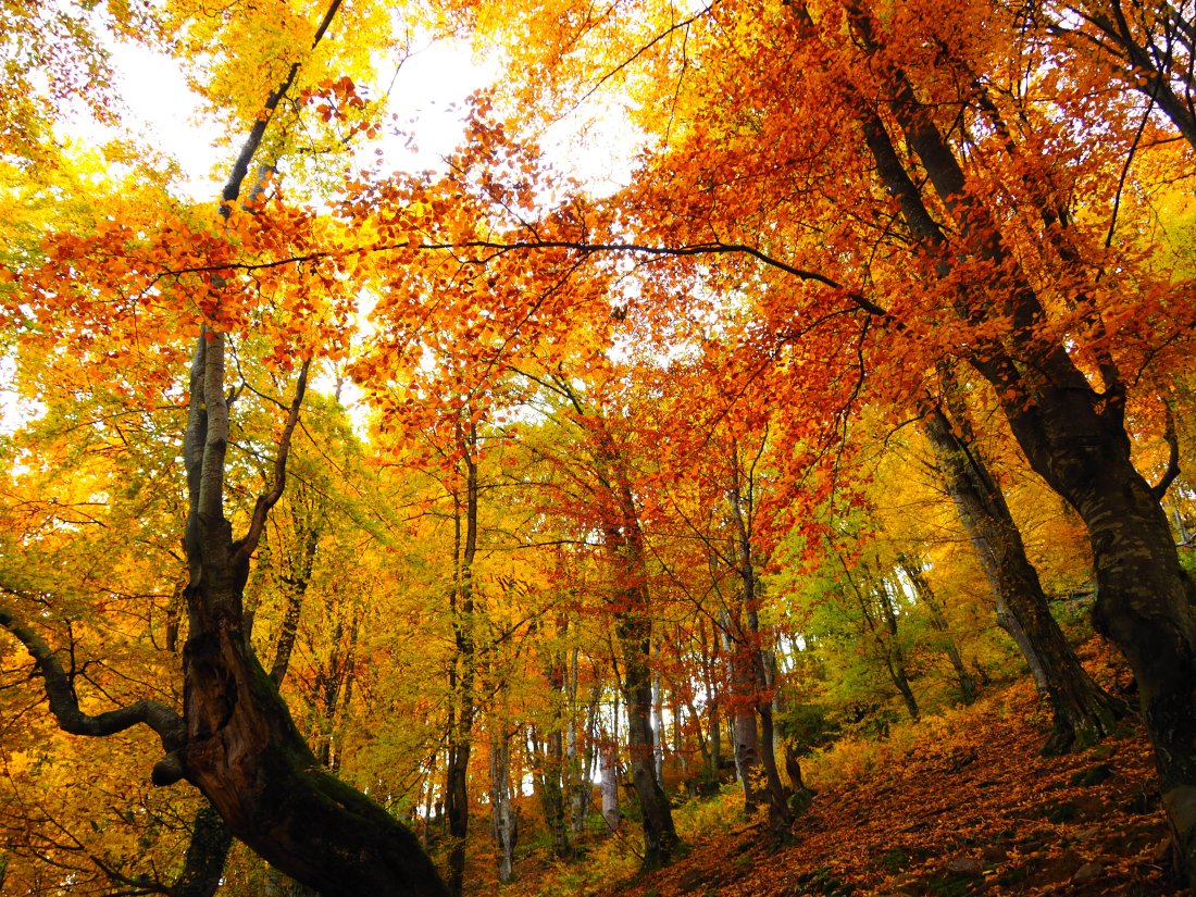 Много слънце и по-високи температури през следващите дни