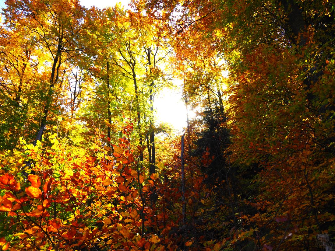 Много слънчеви часове в близките дни