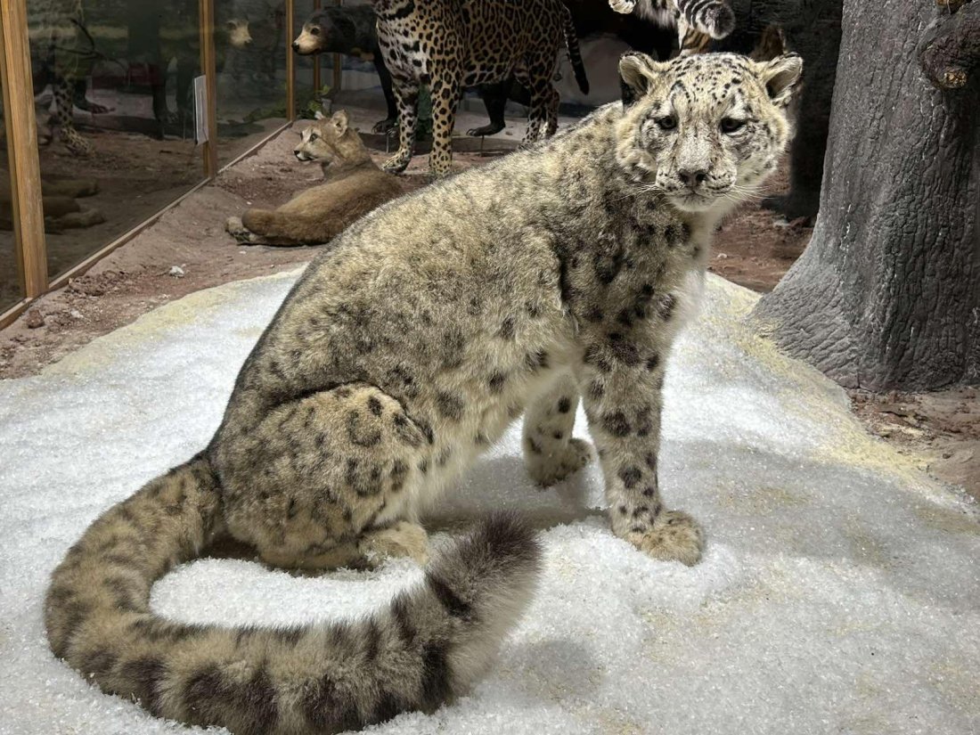 Снежен леопард: Нов впечатляващ експонат в Природонаучния музей в Пловдив