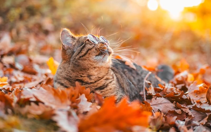 midst autumn warm november little precipitation 25deg