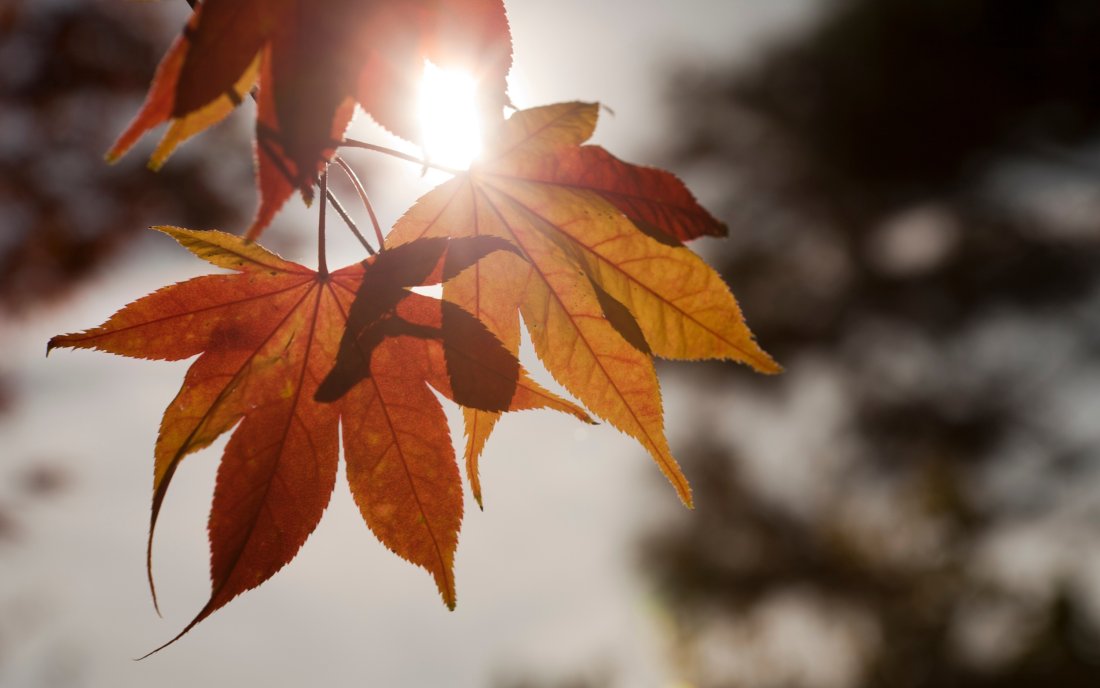 Слънчево време ни очаква днес