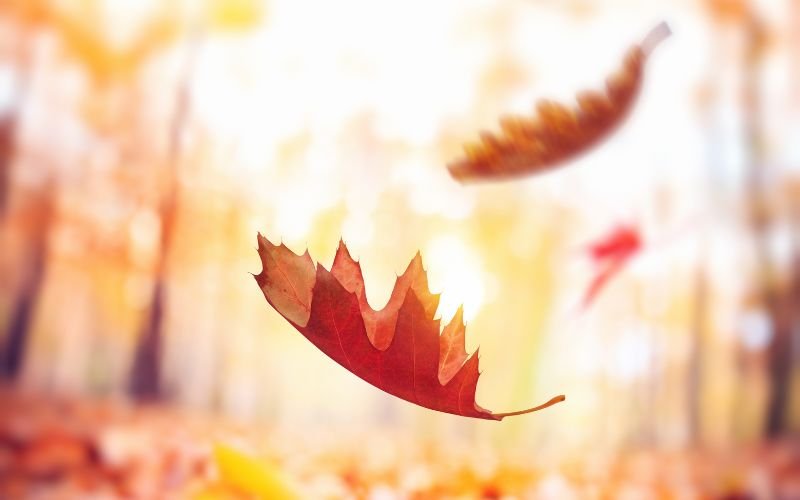 силен вятър петък