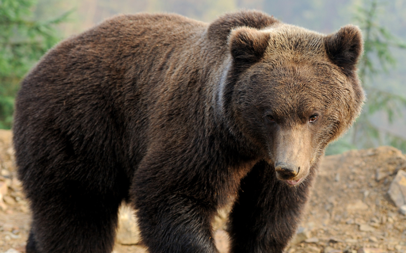 мечка забелязана ловеч потвърдиха полицията
