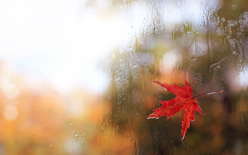 валежи ветровито време следобедните часове