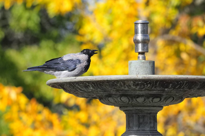 есен - птици - време