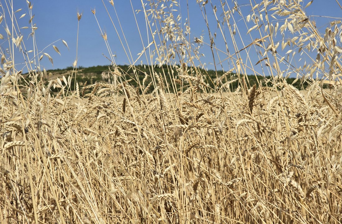 "Климатът &ndash; горещата истина": Сеем и жънем, но без да орем - иновативен земеделски метод се бори със сушите