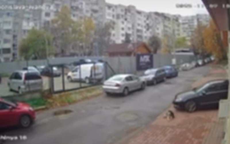 брутално лекар умишлено прегази уби куче