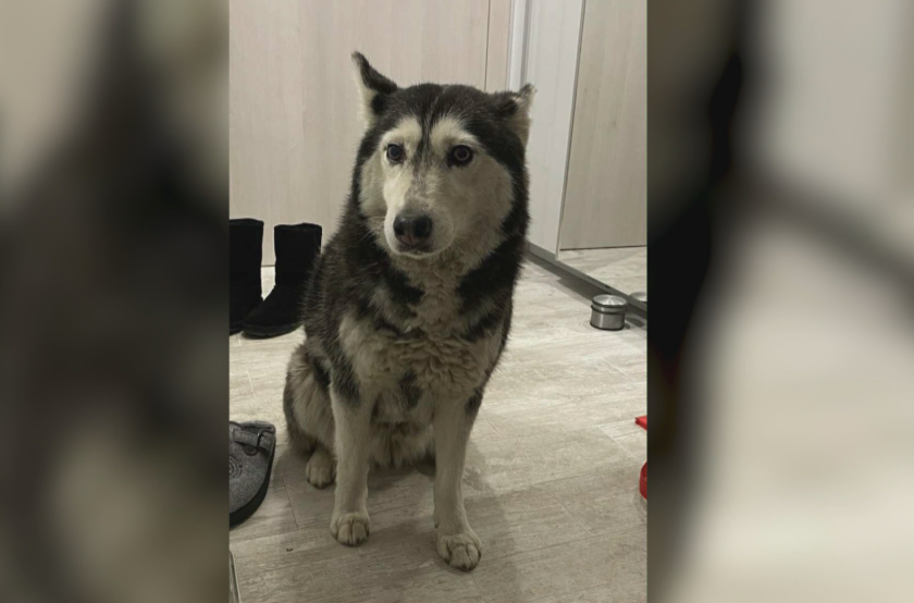 прокуратурата образува досъдебно производство случая убитото куче мая