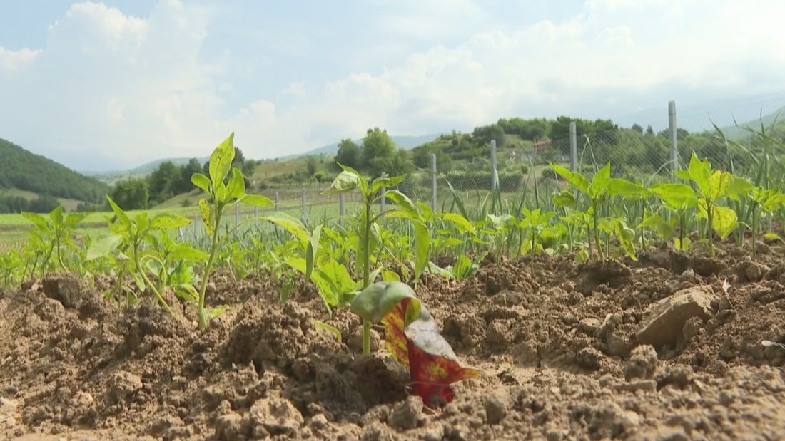 тютюнопроизводството риск бранша настояват мзх запази субсидиите сектора