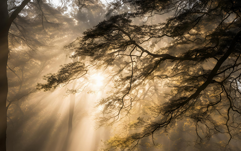 петък мъгла нея слънце