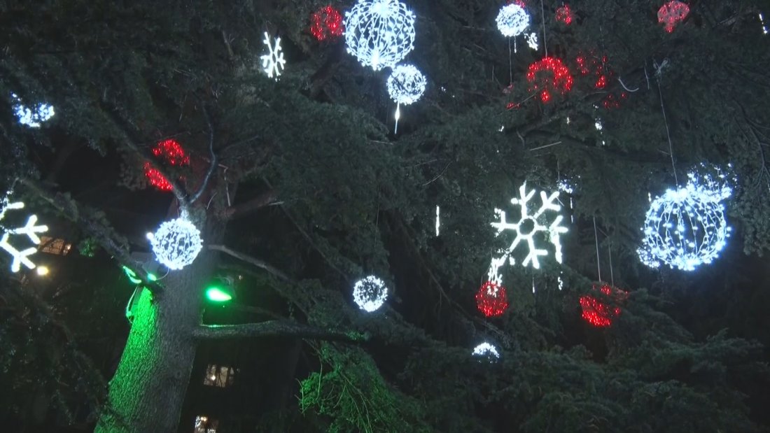 В Димитровград засияха светлините на най-голямото живо коледно дърво в Европа