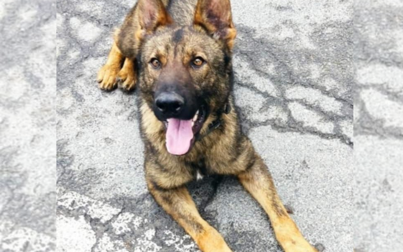 граничарското куче бояр откри марихуана укрита газови бутилки