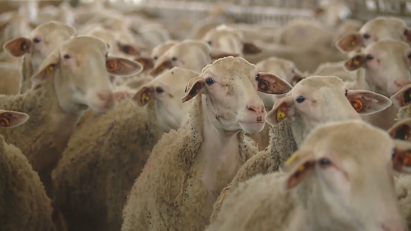 фермери сигнализират незаконна ваксинация шарка овцете