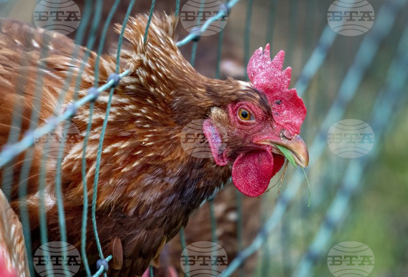 Хаос на германска магистрала: хиляди пилета се разбягаха след преобръщане на тир